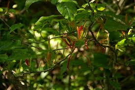 Image result for Anisotes sessiliflorus