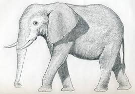 Über 7 millionen englischsprachige bücher. How To Draw A Realistic Elephant