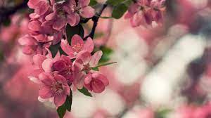 Flower Cherry Blossom Wallpaper Flower Wallpaper Best Flowers Images