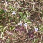 Image result for Dyschoriste radicans