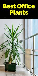 These plants are relatively hardy succulents, so they may be a better money tree choice for those challenged at keeping plants alive. Best Indoor Plants For The Office