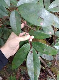 Image result for Rourea orientalis