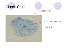 <br> (ii) in a plant cell, nucleus is usually located on one side of cell, whereas, in an animal cell, it is usually located in the centre of the cell. Cell Structure Organelles Ppt Video Online Download
