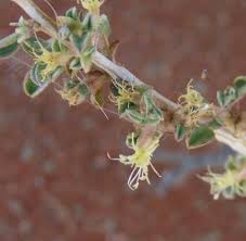 Image result for Aizoon schellenbergii