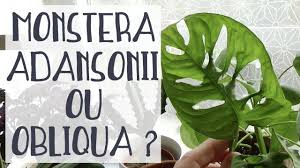 All anyone has to do is look online to discover a new plant or a way to grow something. Monstera Obliqua Ou Adansonii Youtube