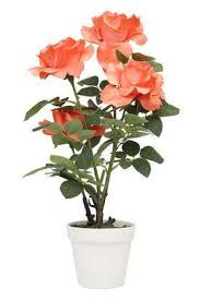 Maybe you would like to learn more about one of these? Buy Ivy Peach Rose Potted Artificial Flower Shoppers Stop