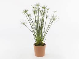 Image result for Cyperus haspan