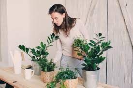 Maybe you would like to learn more about one of these? 5 House Plants For Allergies That Can Help Clear The Air Around You