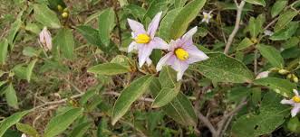 Image result for Solanum supinum