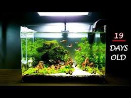 New Idea Set Up Simple And Beautiful Aquarium Youtube In 2020 Aquarium Design Aquarium Aquarium Setup