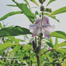 Image result for Sesamum radiatum