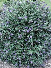 Buddleia Blue Heaven Pp 22 069 Buddleia Blue Heaven Buy Buddleia Blue Heaven For Sale Pollinator Plants Hummingbird Plants Rabbit Resistant Plants