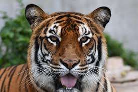 Nightmare in Nepal. The Legend of the Man-Eating Tiger | by Asian Night |  Medium