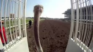 Carlson relay wins heat 1 on our first day of indian relay racing at emerald downs on friday, june 14th. Helmet Cam Ostrich Race At Canterbury Park With Jockey Marcus Swiontek Race Peek