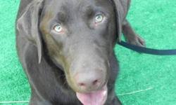 It is energetic outdoors but calm indoors if sufficiently exercised. Chesapeake Bay Retriever Pets For Sale In Alberta Nice Pets Online