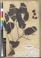 Image result for Guibourtia coleosperma