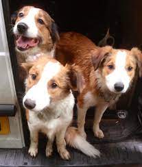 Pin On Sable Border Collies