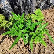 Image result for Pteris friesii