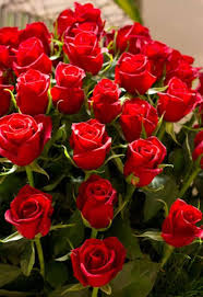 صور زهور صور ورود خلفيات ورد Beautiful Rose Flowers Beautiful Roses Rare Flowers