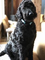 This page is updated regularly with our new goldendoodle litters. F1b Goldendoodle Puppies