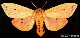 Woolly Bear Caterpillar Winter Predictor Or Not