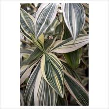 Image result for Tradescantia zanonia