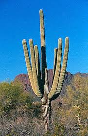 The spines serve the cactus providing shade, foremost, and channel mist and fog as drops to the soil around the plant. Plant Adaptation