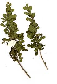 Image result for Searsia pentheri