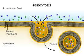 Pin By Shosha On About Medecine In 2021 Cell Transport Plasma Membrane Cell Membrane