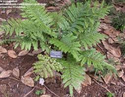 Image result for Didymochlaena truncatula