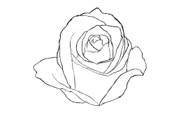 Draw Rose Roses Drawing Flower Drawing Drawings