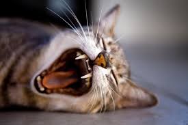 Ich freue mich natürlich für alle katzen dieser welt und gebe darauf ein kräftiges. Weltkatzentag 2018 Woran Ihr Erkennt Ob Eure Katze Traurig Ist Stern De