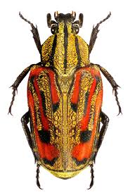 Euselates Cineracea Insetos Artropodes Insetos Inseto Besouro