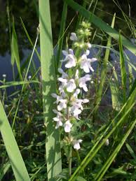 Image result for Stachys aculeolata