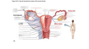 Medulla has rich vascular connective tissue, containing. Internal Reproductive Organs Of The Human Female Fig 42 7 B Diagram Quizlet