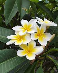 Frangipani Plumeria Evegracedesigns Beautiful Flowers Photography Beautiful Flowers Rose Garden Landscape