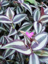 Tradescantia Zebrina Inch Plant World Of Succulents Plants Purple Plants Blooming Succulents