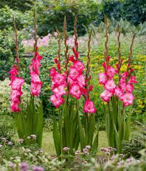 Image result for Gladiolus elliotii