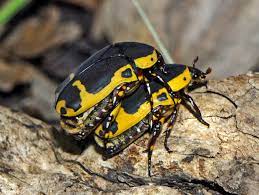 Check spelling or type a new query. Pachnoda Sinuata Wikipedia