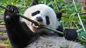 New Crypto Stealer Panda Spreads Via Discord Threatpost