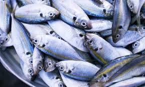 Check spelling or type a new query. Indah Sari Suka Ikan