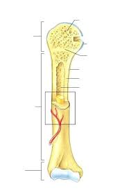 They are one of five types of bones: Structure Of Long Bones Diagram Quizlet