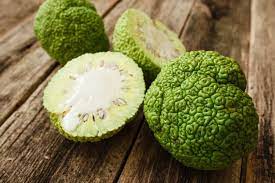 Check spelling or type a new query. Osage Orange Tree What You Need To Know