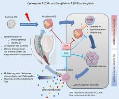 Assessment | biopsychology | comparative | cognitive | developmental | language | individual differences | personality | philosophy | social | methods | statistics | clinical | educational | industrial | professional items | world psychology |. Abb 2 8 Unterschiede Zwischen Ciclosporin A Csa Und Sanglifehrin A Download Scientific Diagram