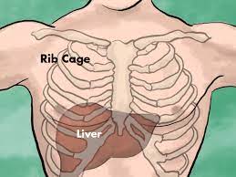 Ribs are attached to the breastbone that runs down the center of the chest. Liver Pain Location Causes And Treatment Hubpages