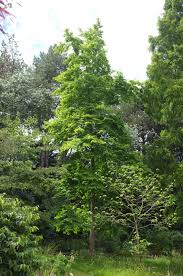 Image result for Halesia