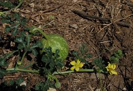 Image result for Citrullus lanatus