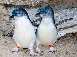 Young macaroni penguins don't have plumes on the top of their head like adults. Little Blue Penguin Penguin Facts And Information