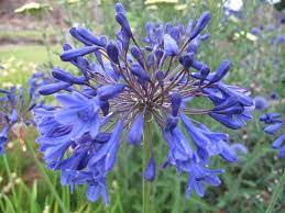 Camomile Lawn Agapanthus Crocosmia Properplants Com Agapanthus Crocosmia Perennial Plants