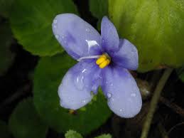 Image result for Streptocarpus leptopus